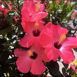 Meet your Posher, Maria camila